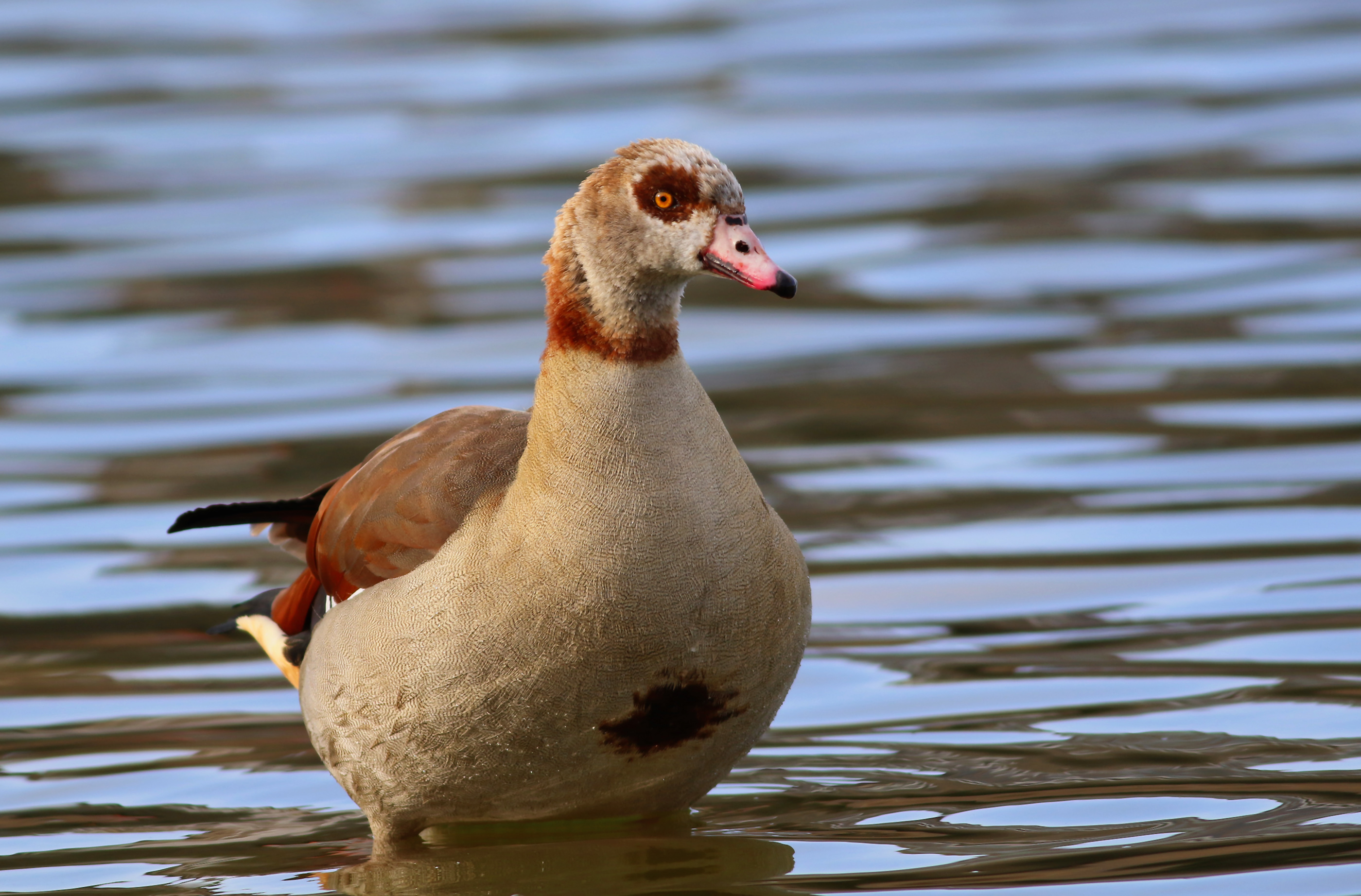 Egyptian Goose